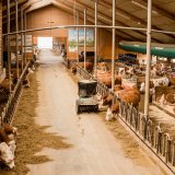 Stallungen
